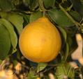 Citrus bergamia ، ترنج